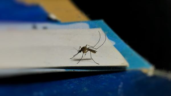 A vacina da dengue e o princípio da precaução