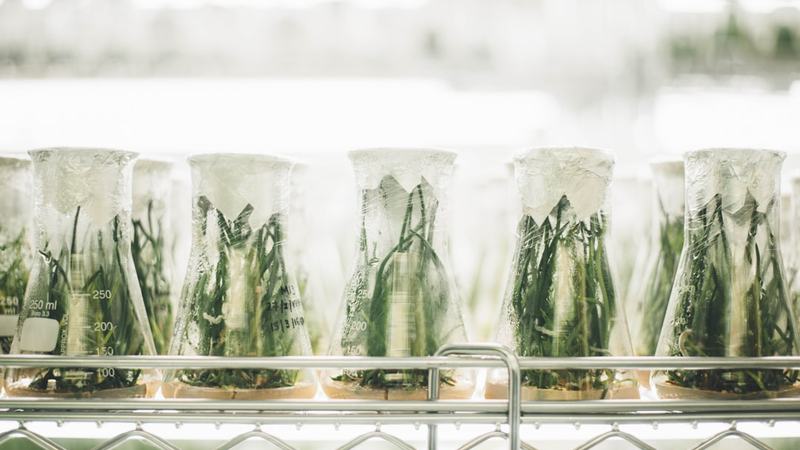As vantagens brasileiras na corrida rumo à bioeconomia de baixo carbono