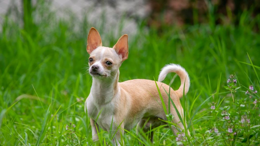 Cães da raça chihuahua são parte coiotes, e talvez por isso sejam “pequenos, mas bravos”