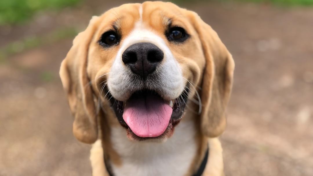 Cães sob medida? Startup edita DNA de beagles para tentar evitar alergias em humanos