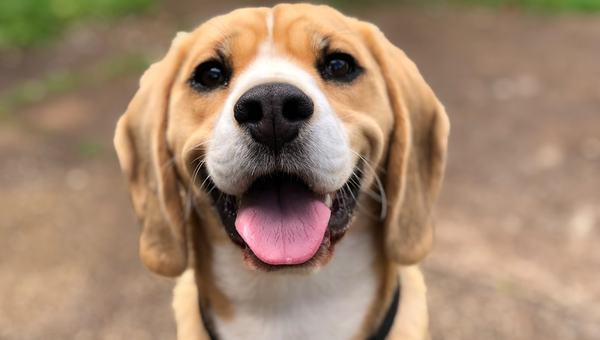Cães sob medida? Startup edita DNA de beagles para tentar evitar alergias em humanos