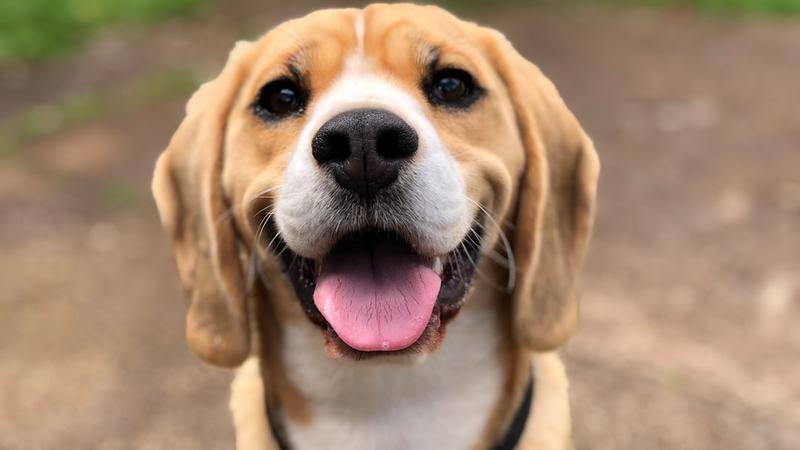 Cães sob medida? Startup edita DNA de beagles para tentar evitar alergias em humanos