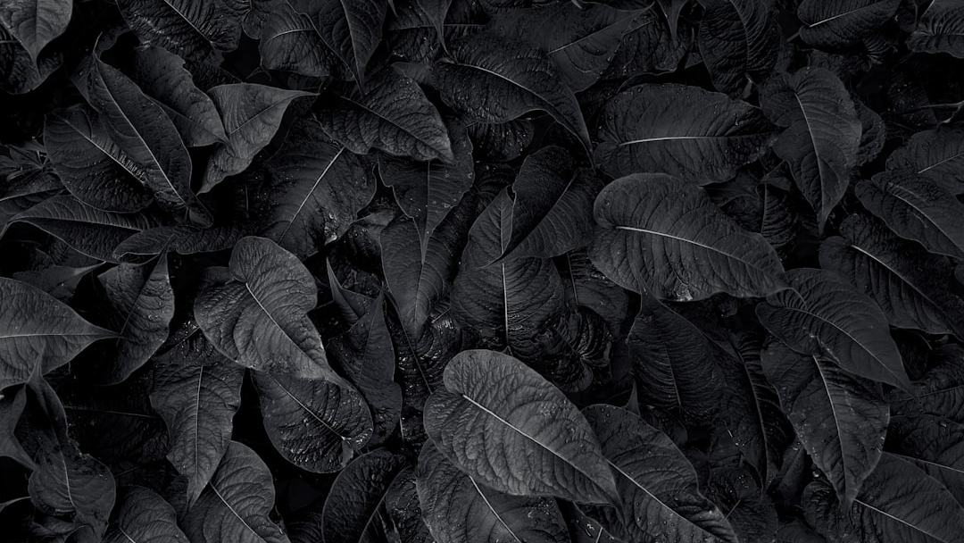 Como criar o preto mais escuro, da natureza à nanotecnologia