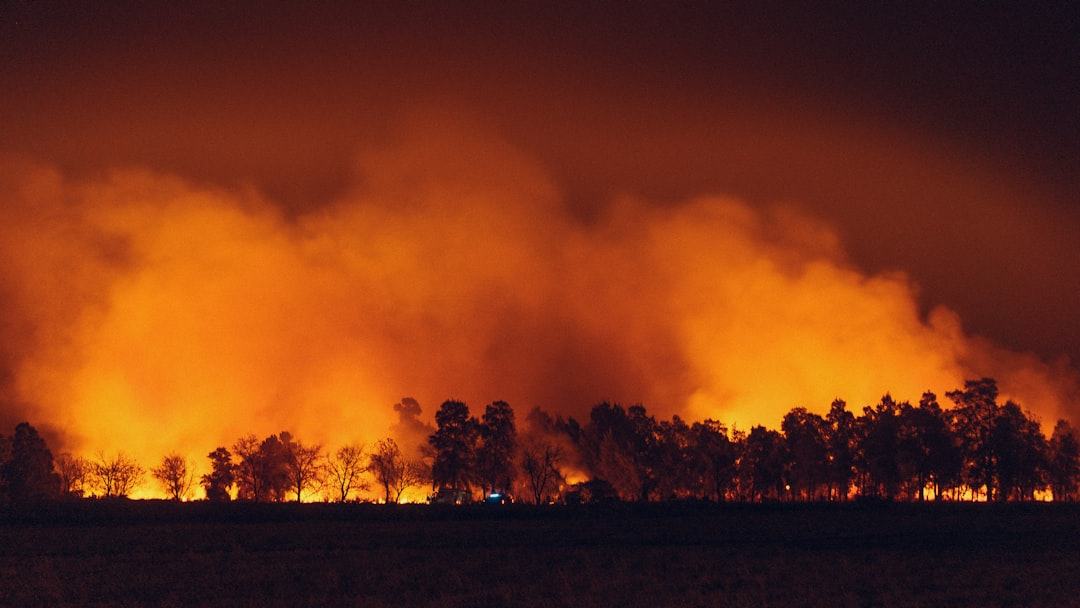 Como os ecossistemas se recuperam depois do fogo?