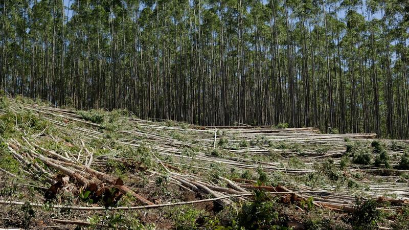 Curtume catarinense bate recorde em selo ambiental e amplia presença global