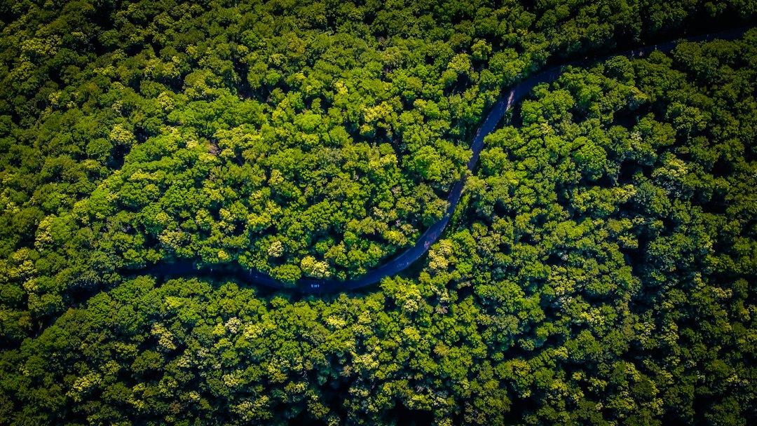 Da floresta à mesa: como a biodiversidade brasileira pode gerar mais alimentos, mais saúde e mais renda