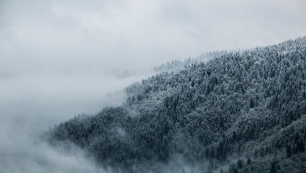 Floresta de altitude do Brasil vem sendo moldada por mudanças climáticas e povos indígenas há 6.000 anos