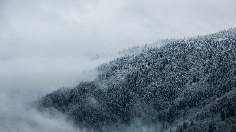 Floresta de altitude do Brasil vem sendo moldada por mudanças climáticas e povos indígenas há 6.000 anos