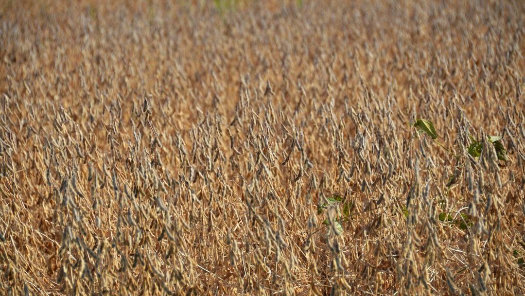 História do agronegócio: como o avanço da soja alimentou conflitos por terras no Brasil