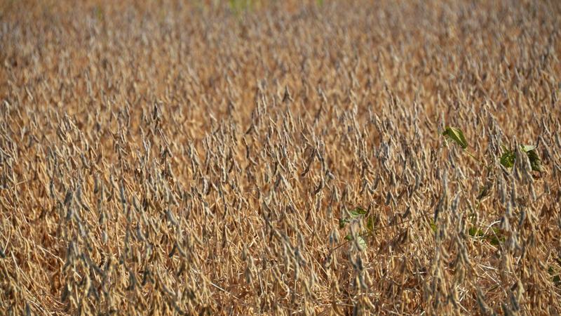 História do agronegócio: como o avanço da soja alimentou conflitos por terras no Brasil