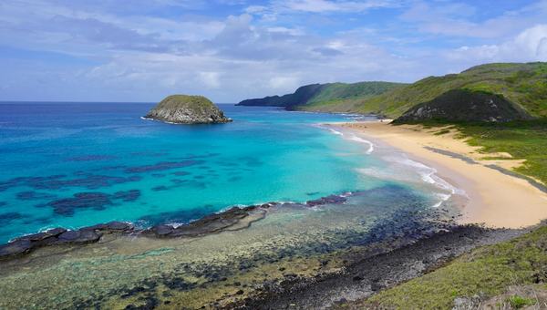 Island life changed how Brazil’s Noronha skink reproduces, but the lizard’s strategy might be failing in a rapidly evolving world