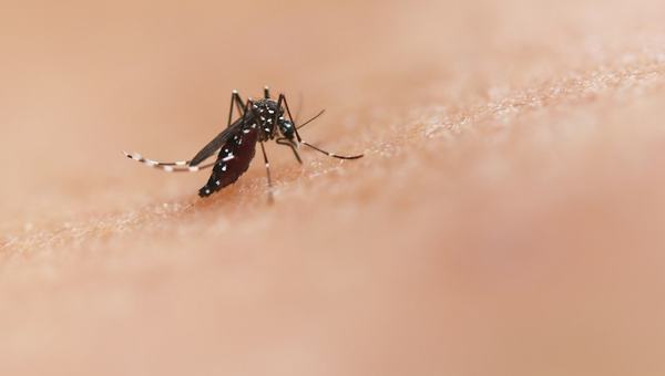 Mosquitos da dengue expandem seu alcance e chegam a novos territórios, incluindo a Flórida