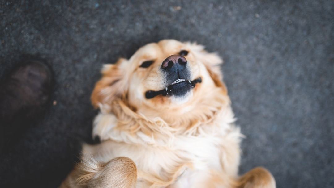 Nosso cachorro nos obedece melhor quando estamos felizes do que quando estamos tristes