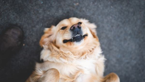 Nosso cachorro nos obedece melhor quando estamos felizes do que quando estamos tristes