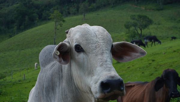 O agro quebra mais que qualquer outro setor — e não é por causa da safra