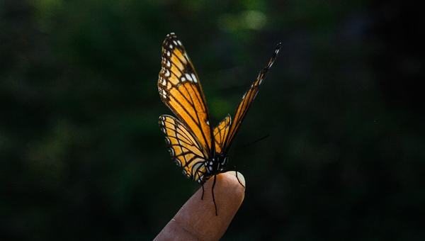 Paradoxo da biodiversidade: por que ainda é tão difícil para o Brasil transformar suas plantas medicinais em produtos farmacêuticos