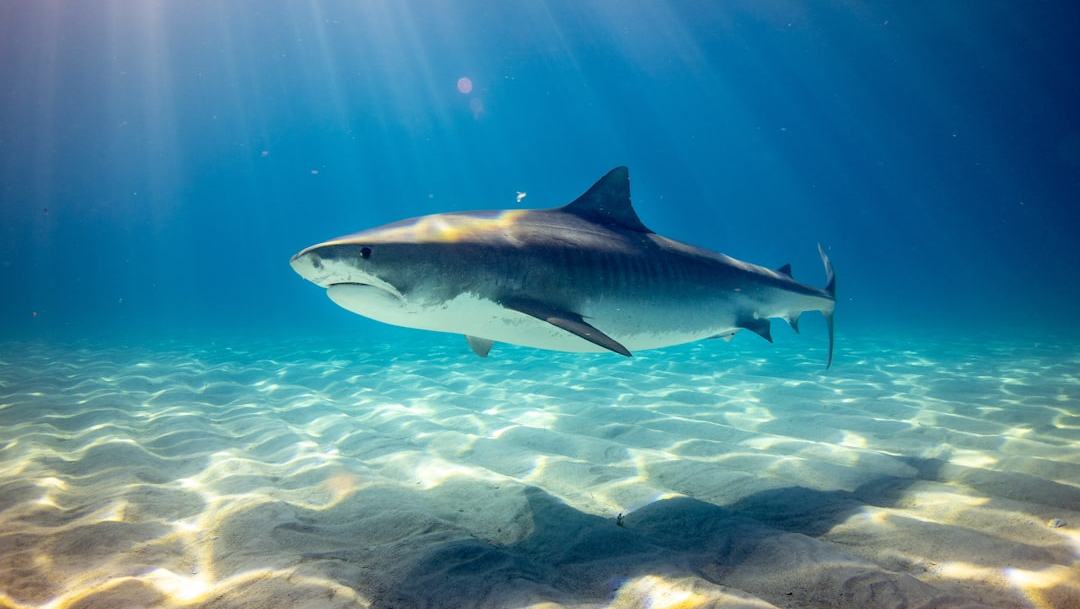 Scientists find antidepressant in the brains of sharks off the coast of Rio de Janeiro