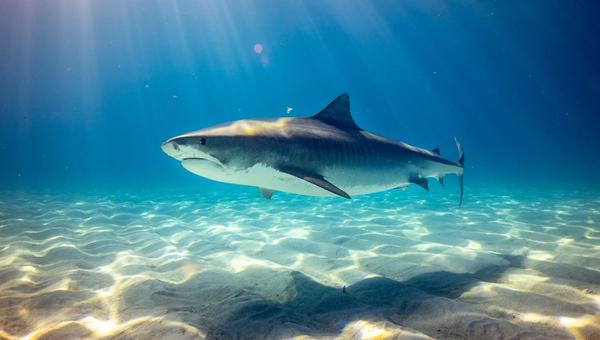 Scientists find antidepressant in the brains of sharks off the coast of Rio de Janeiro