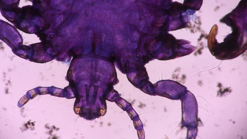 Sob a luz ultravioleta, duas novas espécies de escorpiões são descobertas na Amazônia