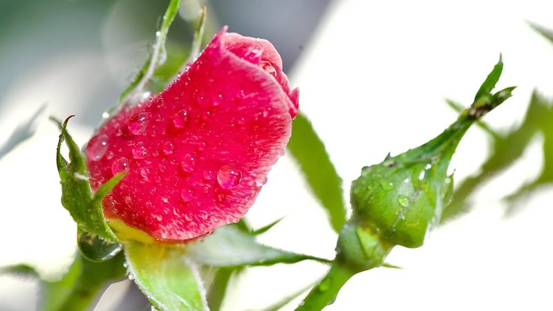 Uma única injeção pode mudar o tratamento da artrose para sempre