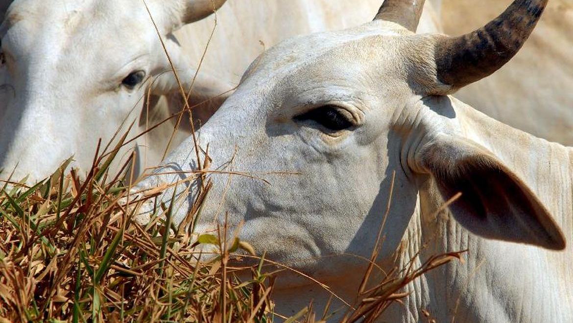 Carne brasileira vai pagar tarifa de 67% para entrar na China