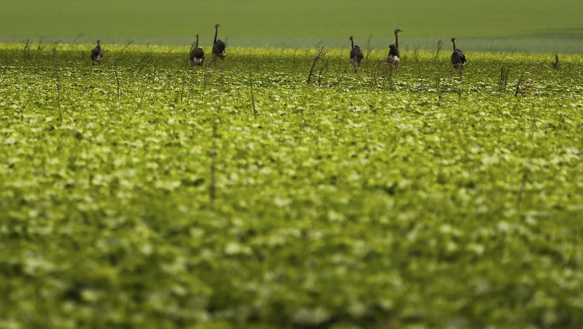 CMN passa a exigir fotos com localização comprovada em seguro rural