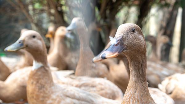 Entidades defendem projeto que proíbe alimentação forçada de animais