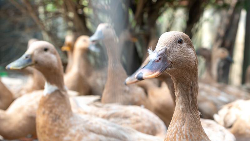 Entidades defendem projeto que proíbe alimentação forçada de animais