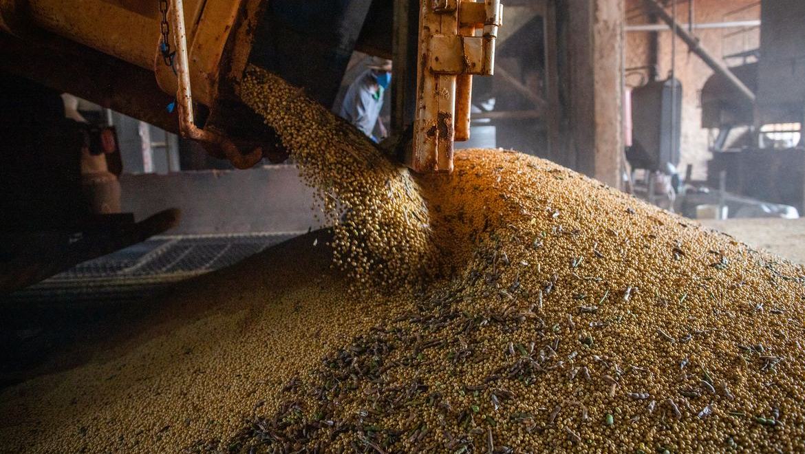 Produção brasileira de grãos deve aumentar apesar do El Niño