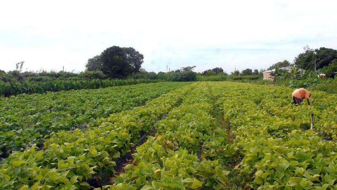 Segurança alimentar e povos indígenas têm R$ 64,3 milhões em crédito